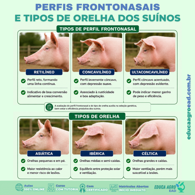 Perfis Frontonasais e Tipos de Orelha dos Suínos: Entenda Como Essas Características Auxiliam na Avaliação dos Animais
