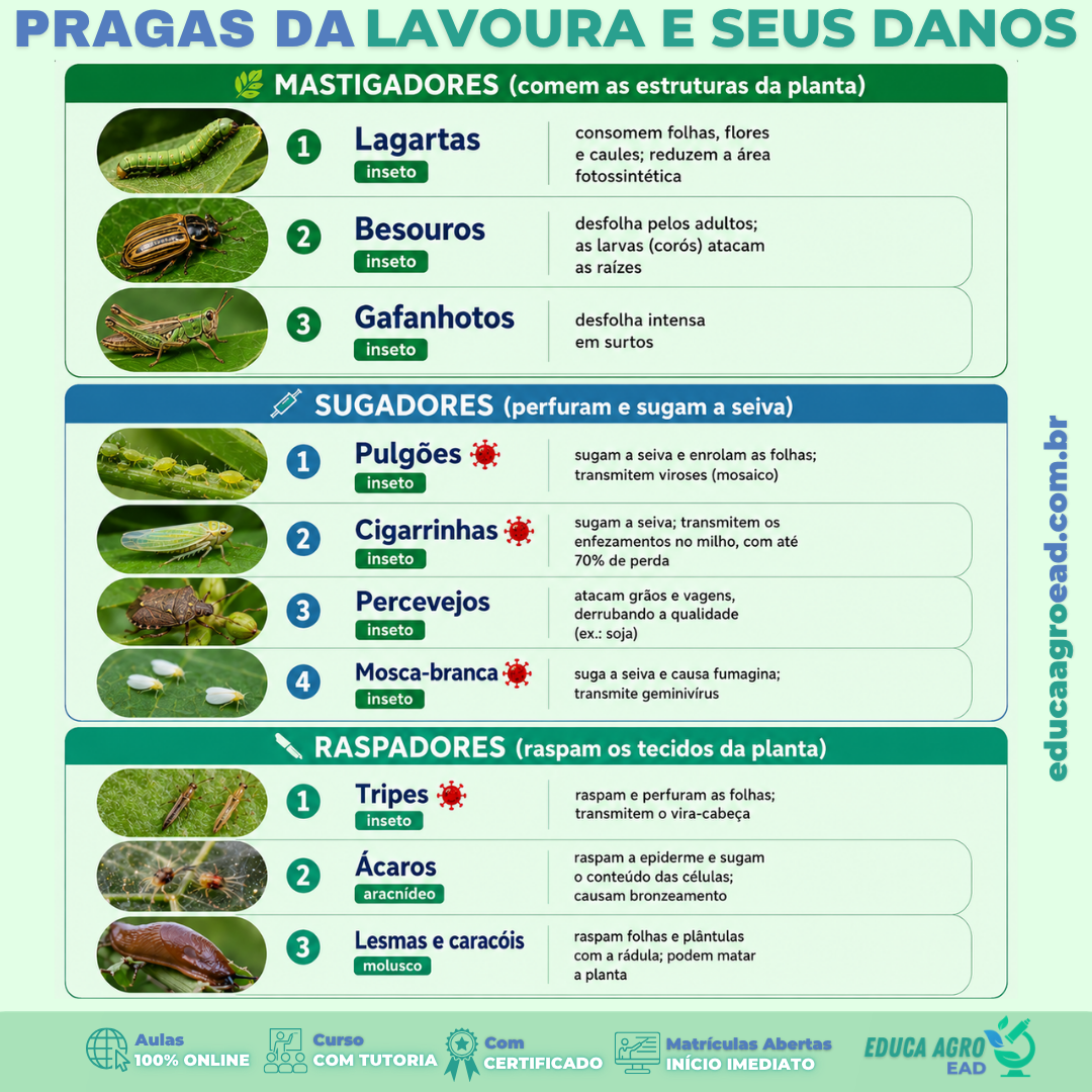🐛 Pragas da lavoura e seus danos: como identificar o ataque pelo tipo de praga