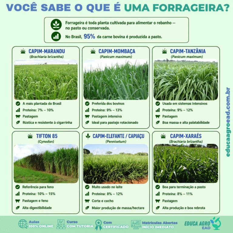 🌾 O que é uma forrageira? Conheça as principais usadas na pecuária brasileira
