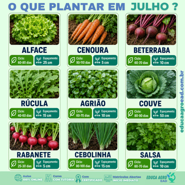 🌱 O que plantar em julho? Guia com ciclo e espaçamento das hortaliças ideais para o inverno