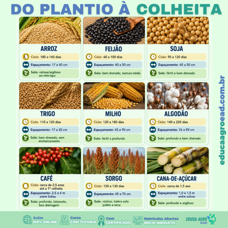 🌱 Do plantio à colheita: ciclo, espaçamento e solo ideal das principais culturas do Brasil