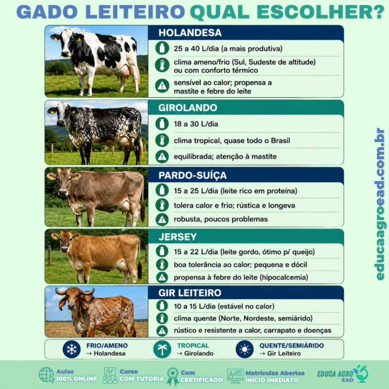 🐄 Gado leiteiro: qual raça escolher para a sua região?