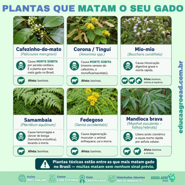 ☠️ Plantas que matam o seu gado: as tóxicas mais letais do pasto brasileiro
