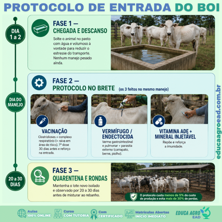 🐂 Protocolo de entrada do boi: o passo a passo sanitário da chegada do animal na fazenda