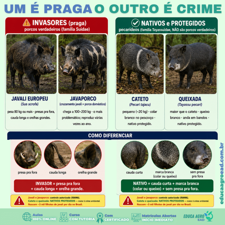 🐗 Javali x porco nativo: um é praga, o outro é crime matar