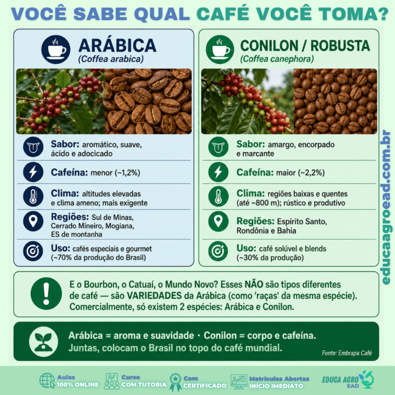 Você sabe qual café você toma? Conheça as duas espécies que dominam a cafeicultura brasileira