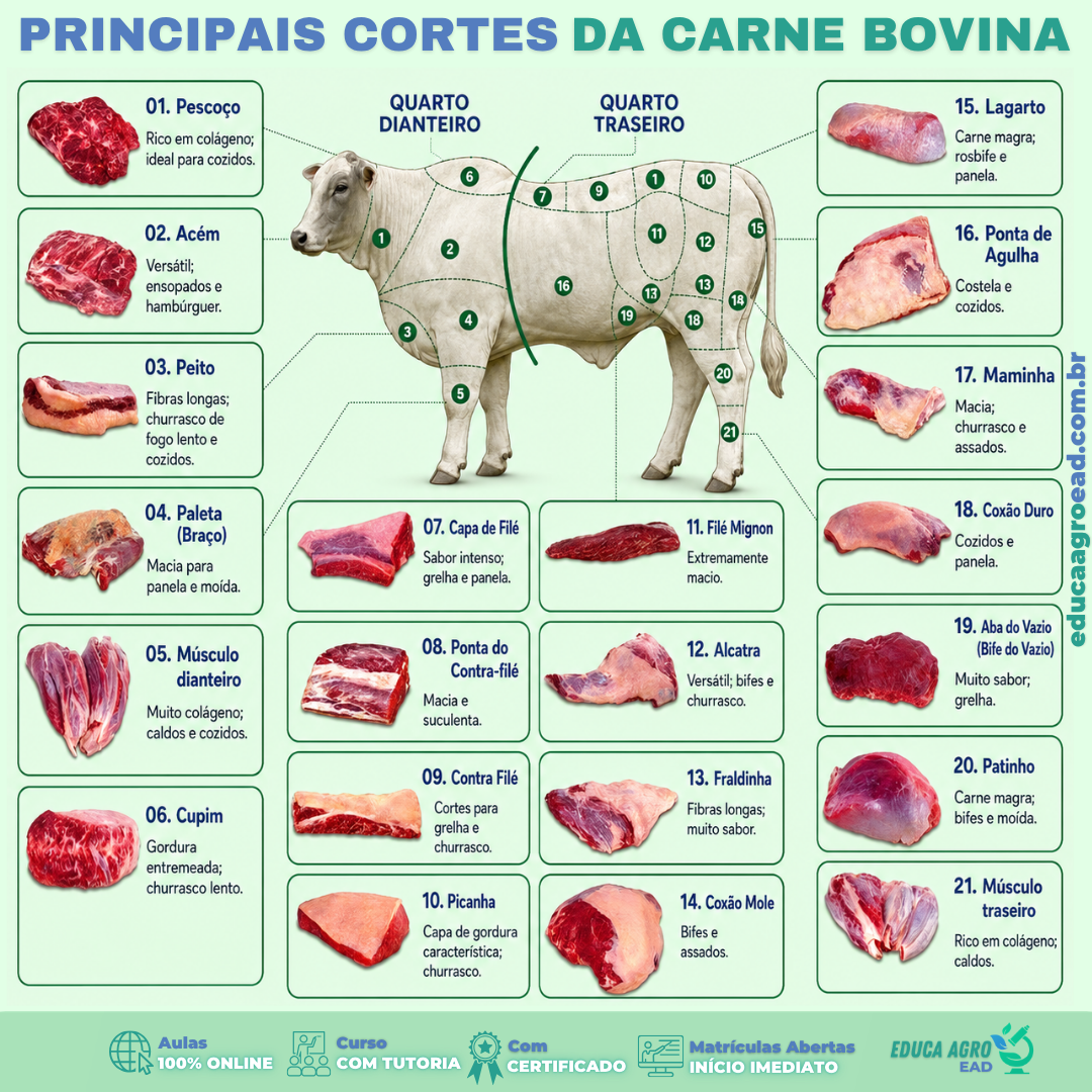 Principais cortes da carne bovina: conheça a localização, as características e o melhor uso de cada um