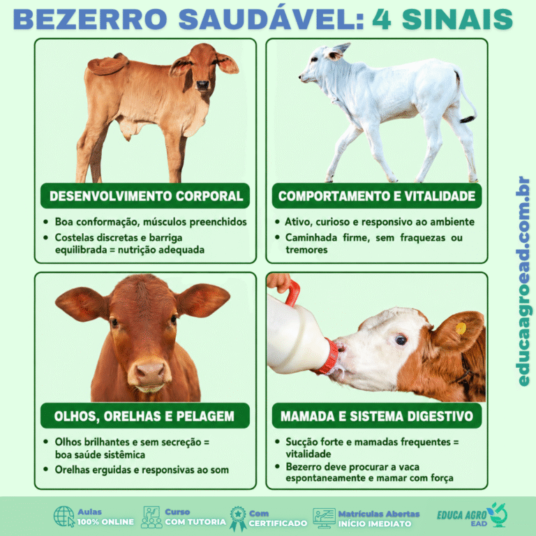 🐮 Bezerro Saudável: 4 Sinais Que Todo Produtor Precisa Conhecer