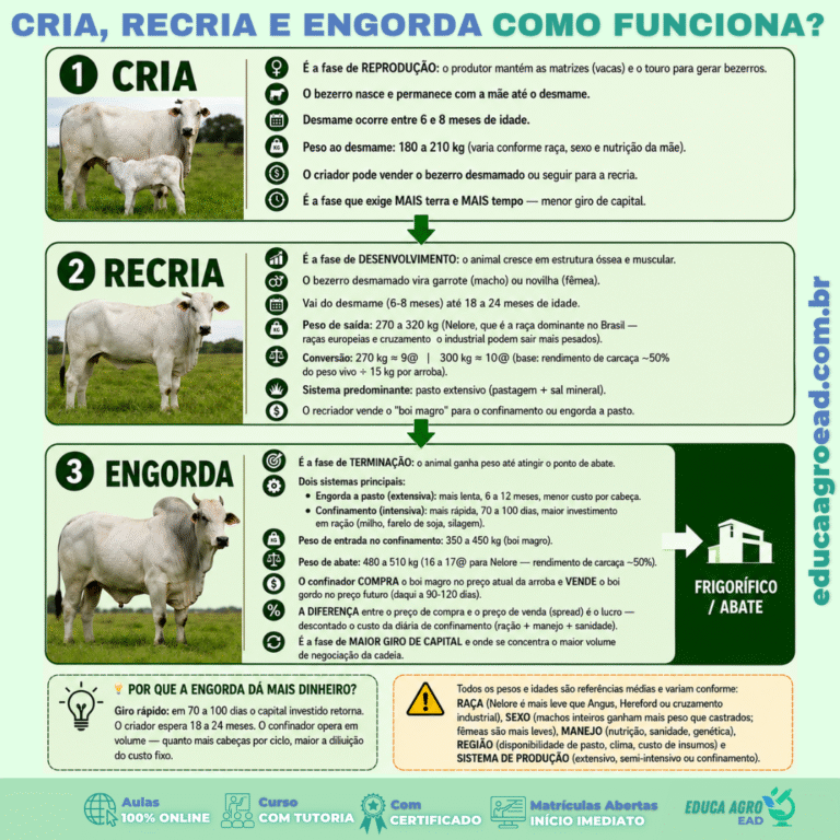 Cria, Recria e Engorda: Como Funciona o Ciclo da Pecuária de Corte no Brasil?