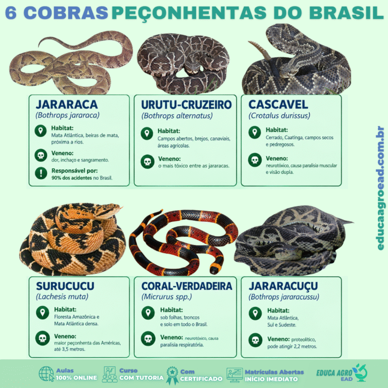 O Brasil registrou 31.735 acidentes com serpentes peçonhentas só em 2024 —