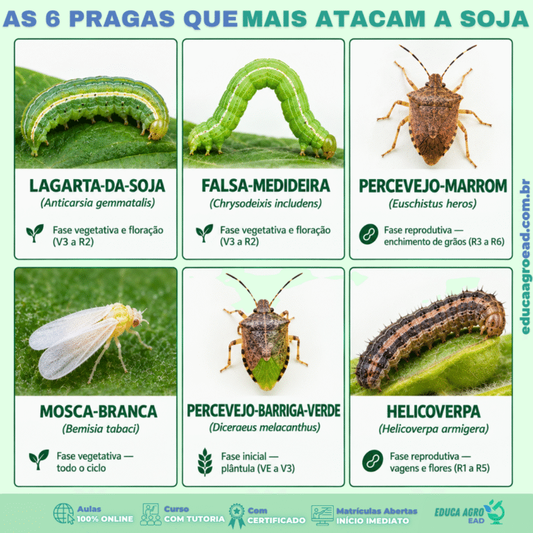 AS 6 PRAGAS QUE MAIS ATACAM A SOJA — IDENTIFICAÇÃO, FASE DE ATAQUE E DANOS