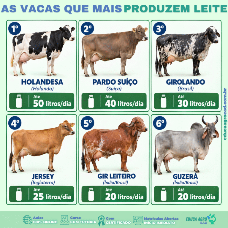 AS VACAS QUE MAIS PRODUZEM LEITE — RANKING DAS 6 RAÇAS MAIS LEITEIRAS