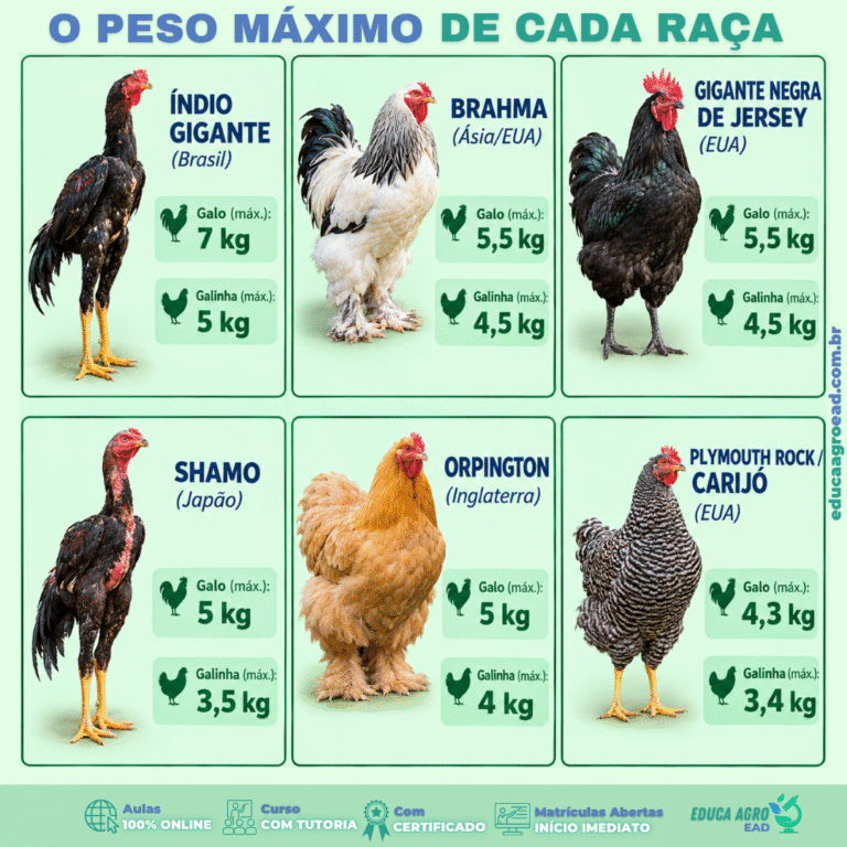 Muitos criadores no Brasil escolhem raças de galinha sem considerar um dado fundamental: