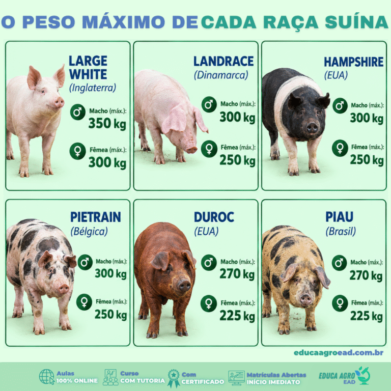 A suinocultura brasileira é a quarta maior do mundo —