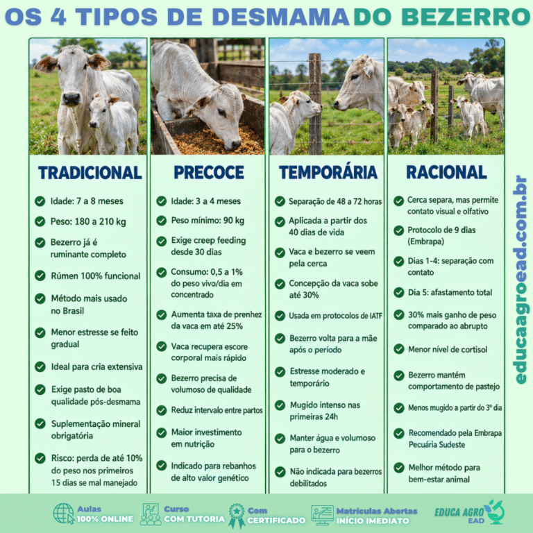 Os 4 tipos de desmama do bezerro