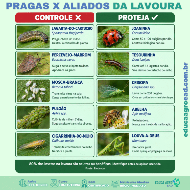 Você sabe dizer quais insetos na sua lavoura estão destruindo a produção e quais estão protegendo ela de graça?