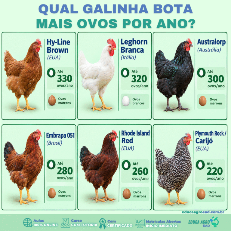 Se você tem galinhas no quintal ou está pensando em começar uma criação de poedeiras