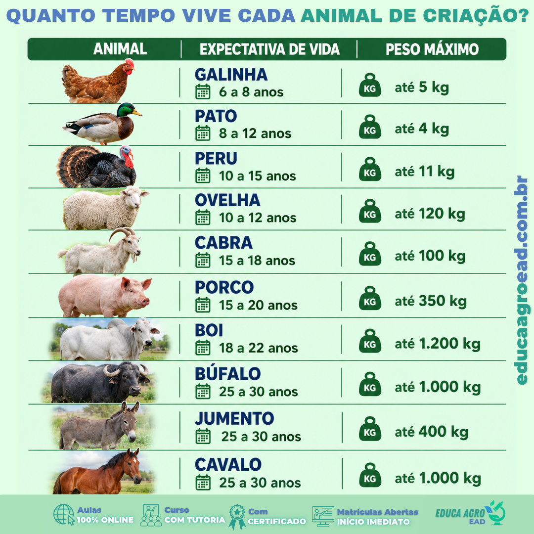 Você já parou pra pensar quanto tempo vive um animal de criação se ele não for abatido?