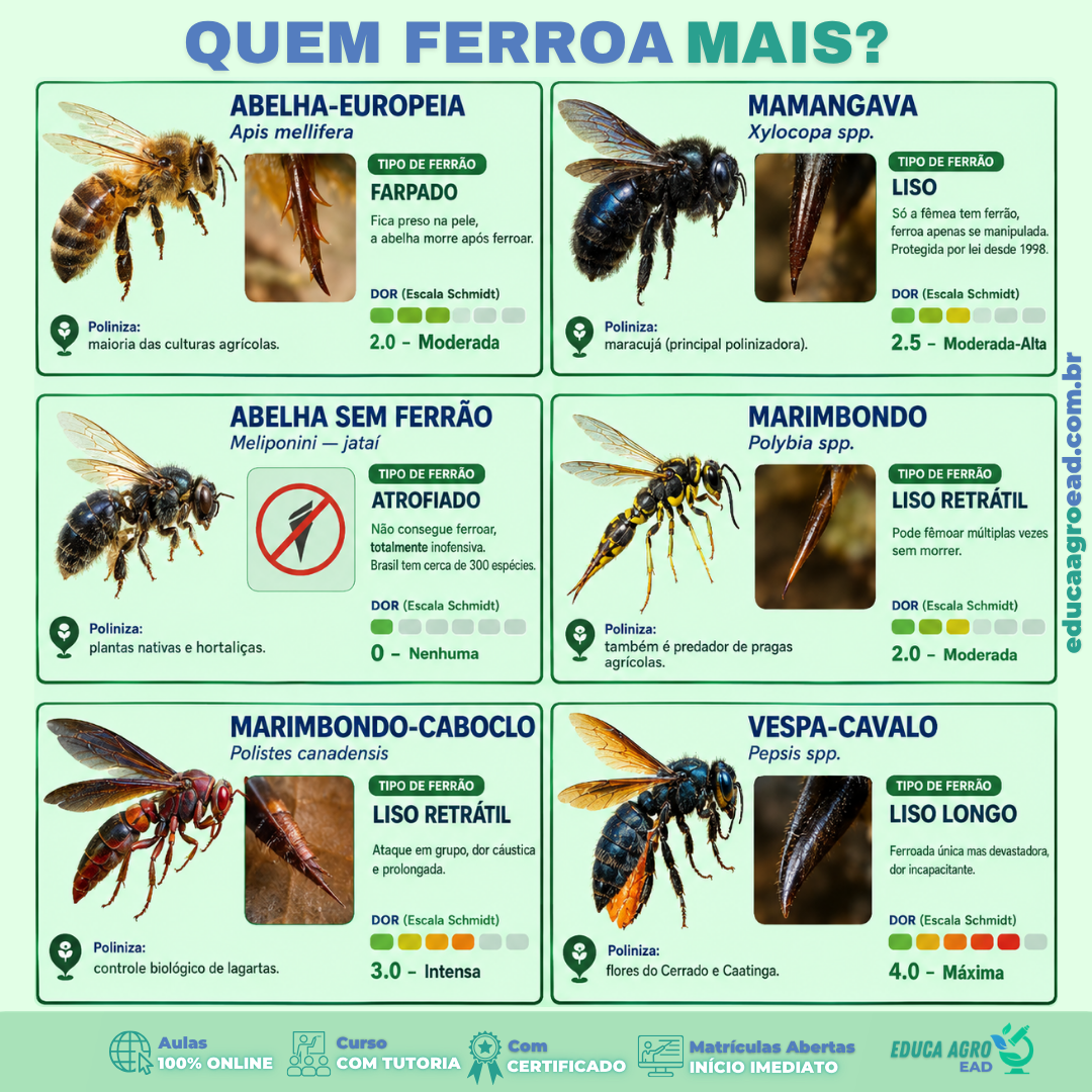 Se alguém te perguntar qual inseto do campo dói mais ao ferroar, você saberia responder?
