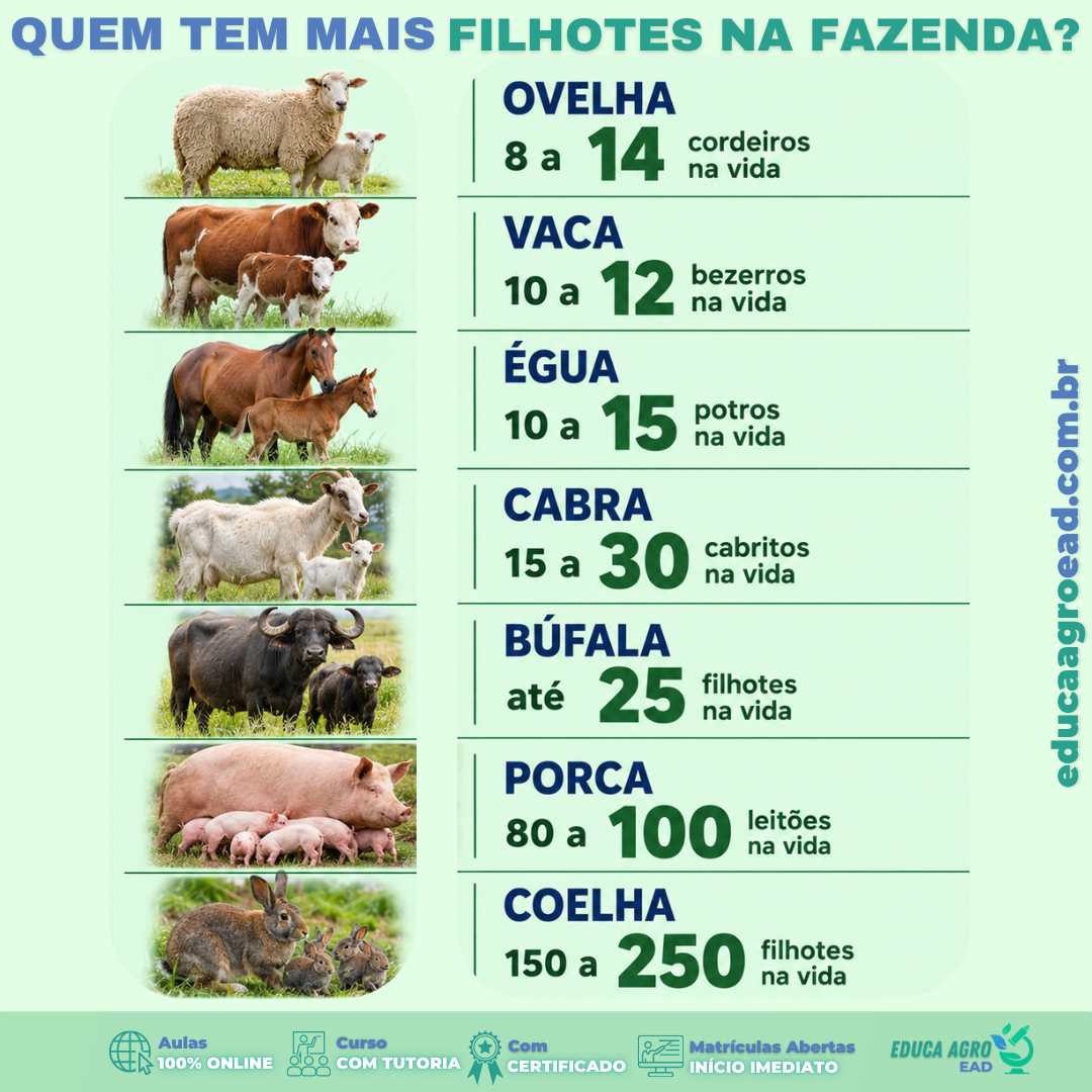 Você já parou pra pensar quantos filhotes um animal de criação pode ter ao longo de toda a vida?